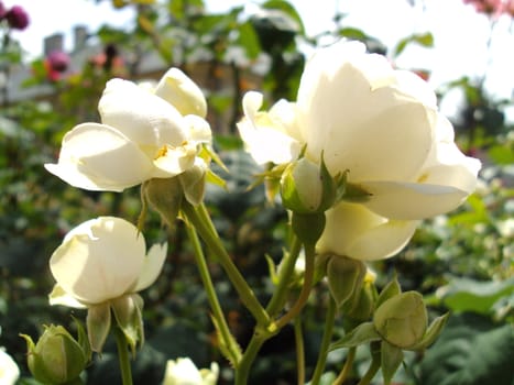 Just white roses