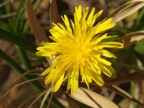 a close up image of a yellow flower