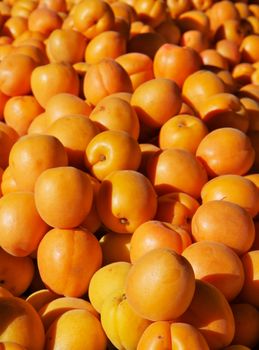 Pile of very brightly lit apricots at the farmers market
