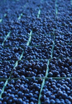 Large table full of dozens of blueberry baskets trailing to soft focus background