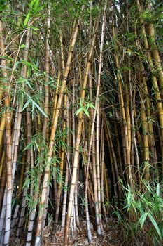 Bamboo trees in a dense forest