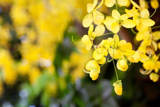 background of small yellow flowers