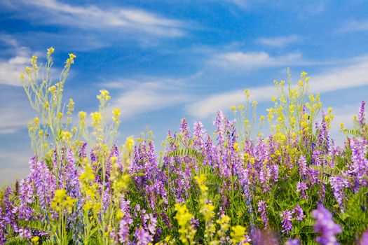 field of wild flowers in summer