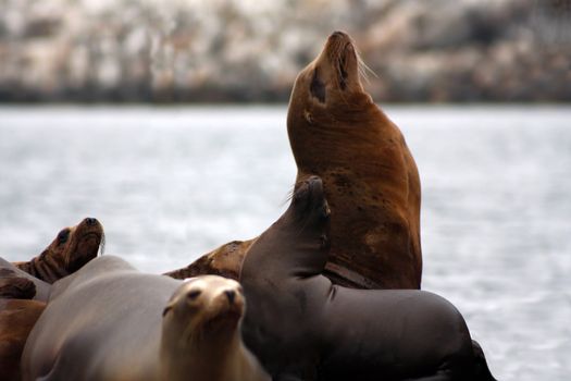 Seal colony on the water