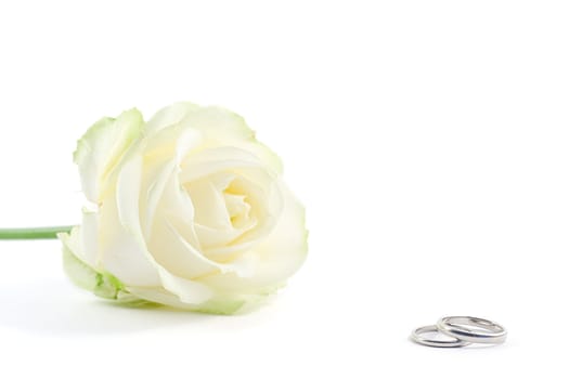 two wedding rings with white rose on background, shot on white