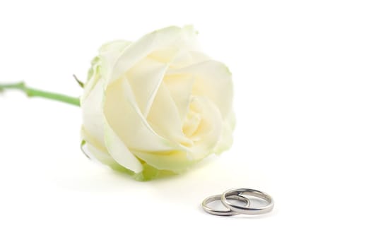 two wedding rings with white rose on background, shot on white, shallow DOF