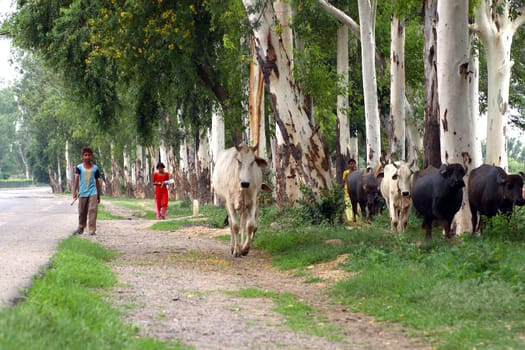 white and black cows in forest