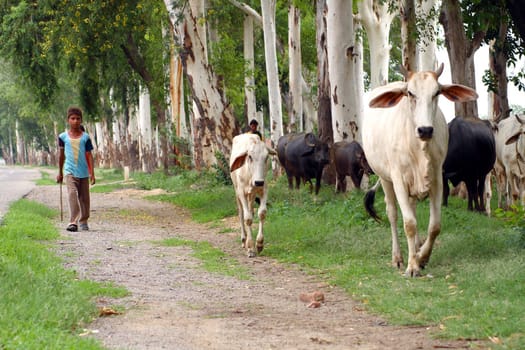 hindu white and black cows in forest