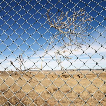 Entagled brush in fence with landscape in background.