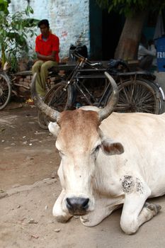 a street scene in India - holy cow on the street