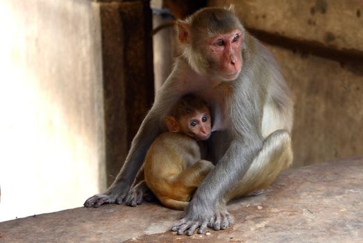 monky family. mother and newborn baby