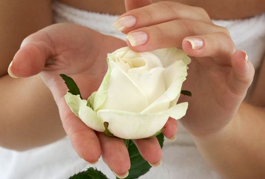 beautiful woman hands with rosebud