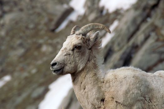 A Colorado Big Horn Sheep stops and poses for a portrait