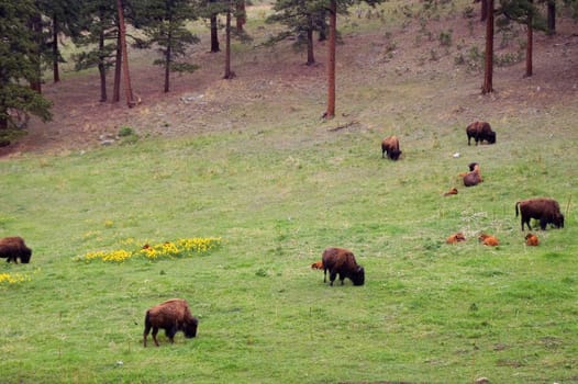 Buffalo grazing among the wildflower hills in Colorado