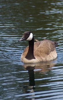 A Canadian Goose in water on a lake