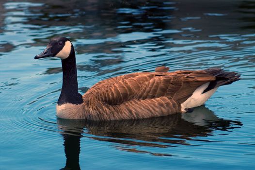 A Canadian Goose swimming in blue water