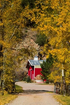 A red rural barn in Colorado sits among the beautiful gold Autumn trees