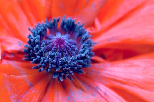 A bright orange wild poppy flower macro closeup