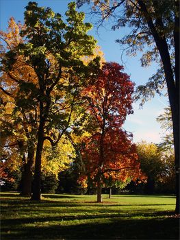 Colorful Autumn Trees in a park setting