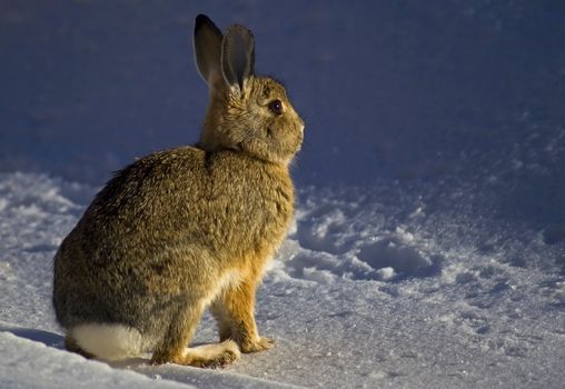 A North American rabbitt sits in the snow