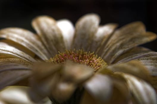 A Cinnamon cone flower closeup showing pollen