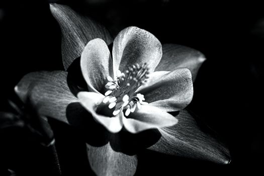 A Balck and White Colorado Columbine flower closeup