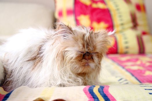 Wet cat relax after washing