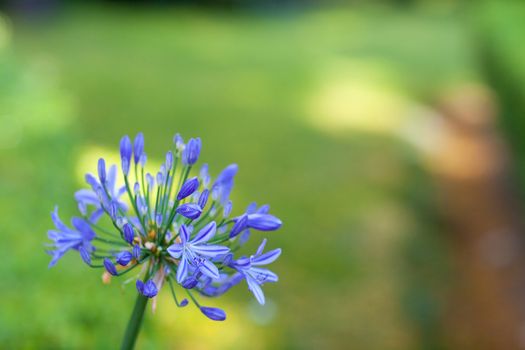 one blue flower and lights