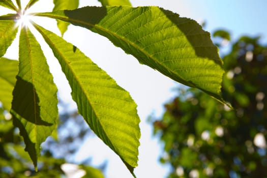 maple leaf and the sun