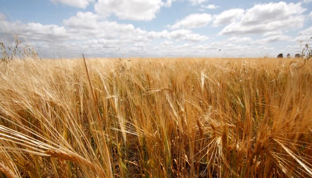 Field of crops