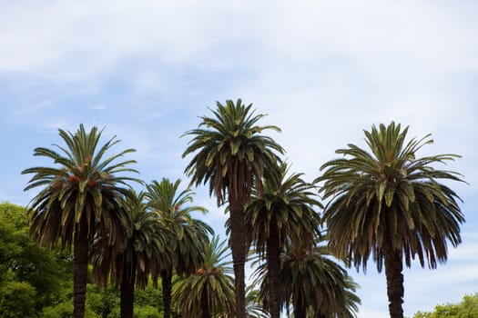 tops of the palms and sky