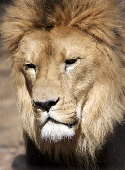 Close up of a male lion