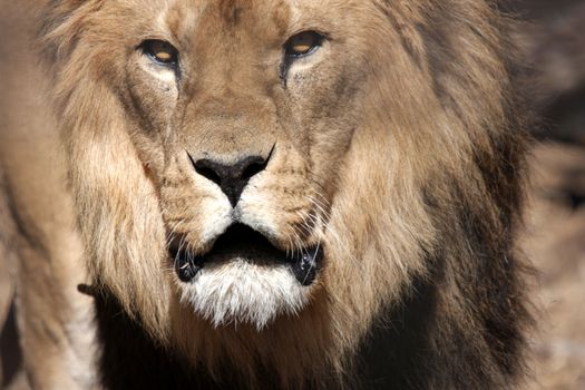 Close up of a male lion