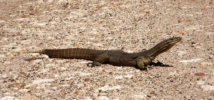 Lizard looking around in the field