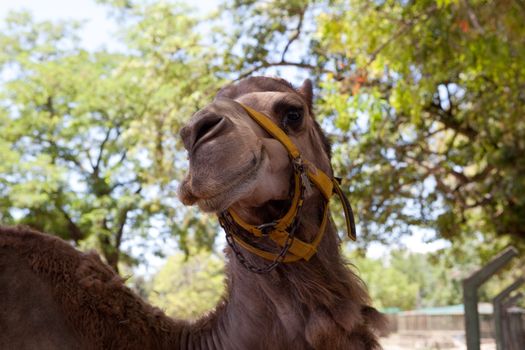 a head of the camel