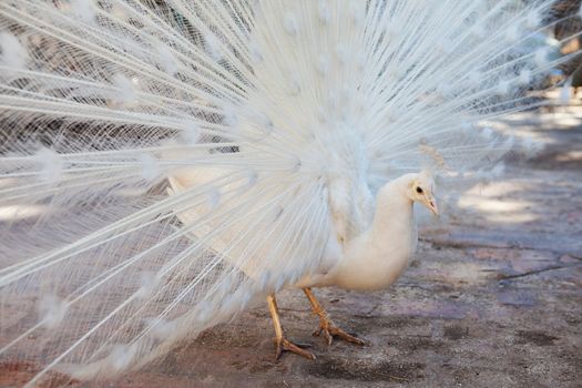 a peacock with white plumage