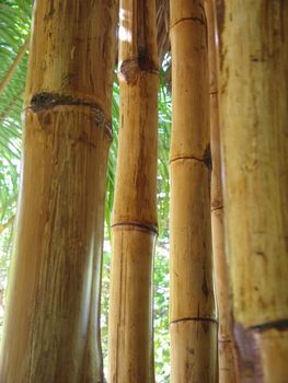 dry bamboo structure