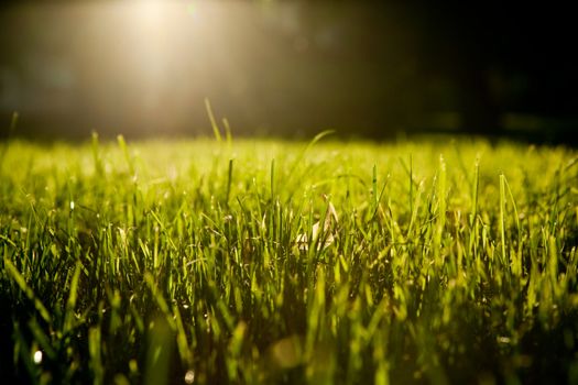 background of unreal black sky with sun and grass