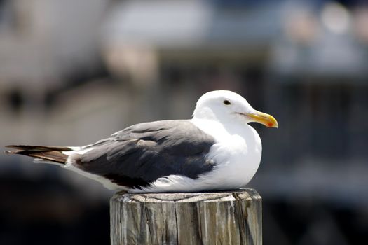 Seagull resting on the wood