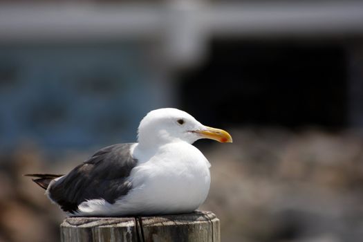 Lonely seagull resting