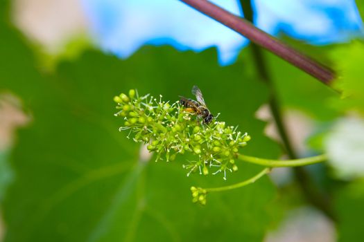 bee on the flower of grape