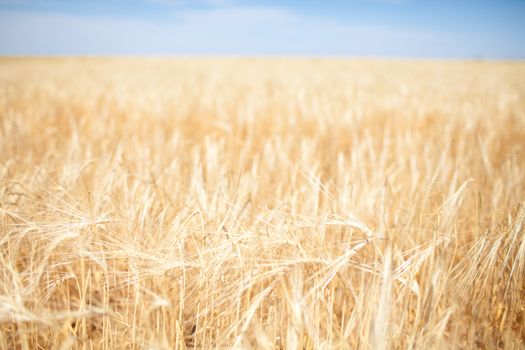 golden field of wheats