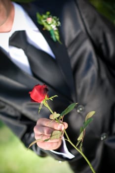 rose in hands of a groom