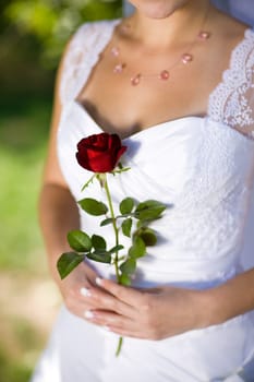 rose in hands of a bride