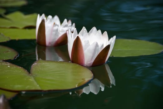 a detail of some beautiful water lilys reflected by the water