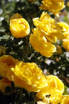 Beautiful yellow rose bush