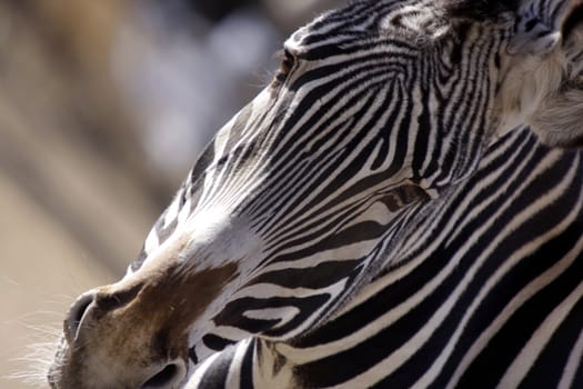 Portrait of a zebra