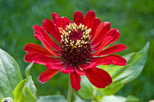 beautiful, colorful zinnia red flower over green