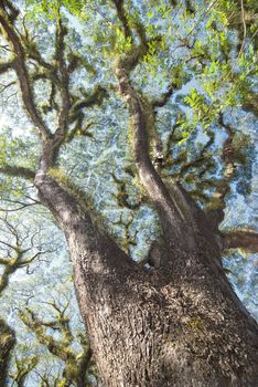 Textures of Bearded Mossman Trees in Queensland, Australia