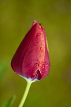 Closed Red Tulip on a Tuscan Garden, Italy